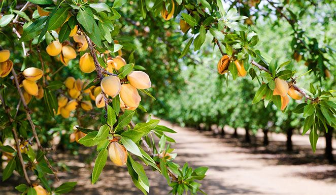Bullseye Farms Almonds