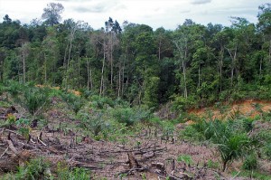 deforested land