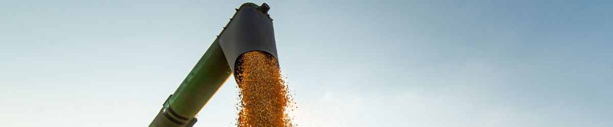Grain coming out of machinery