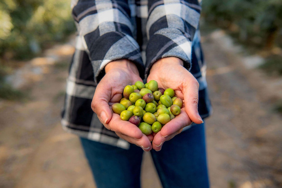 holding olives