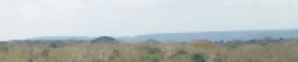 Tanzania forest