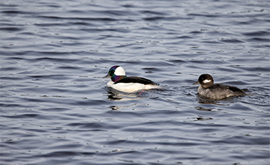 ducks