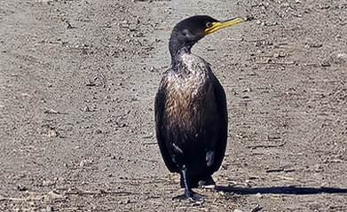 bird