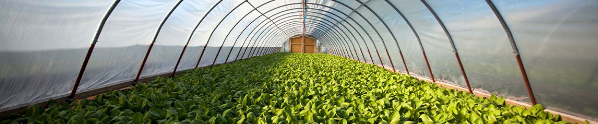 SOE Organic Fraud Prevention 