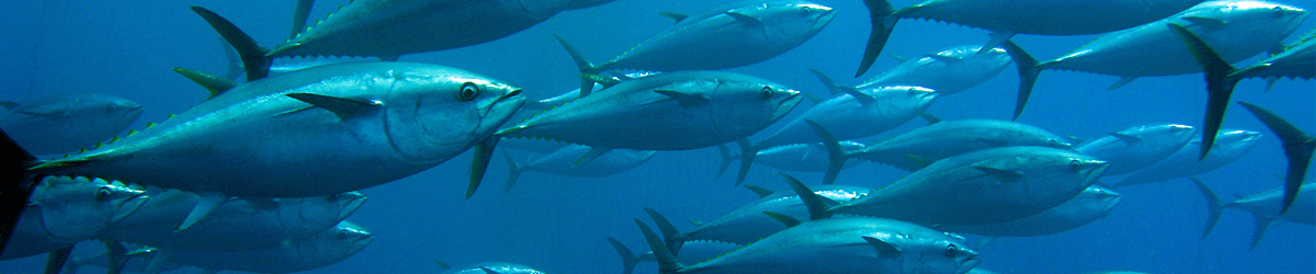 Sustainable Seafood with SCS Global Services